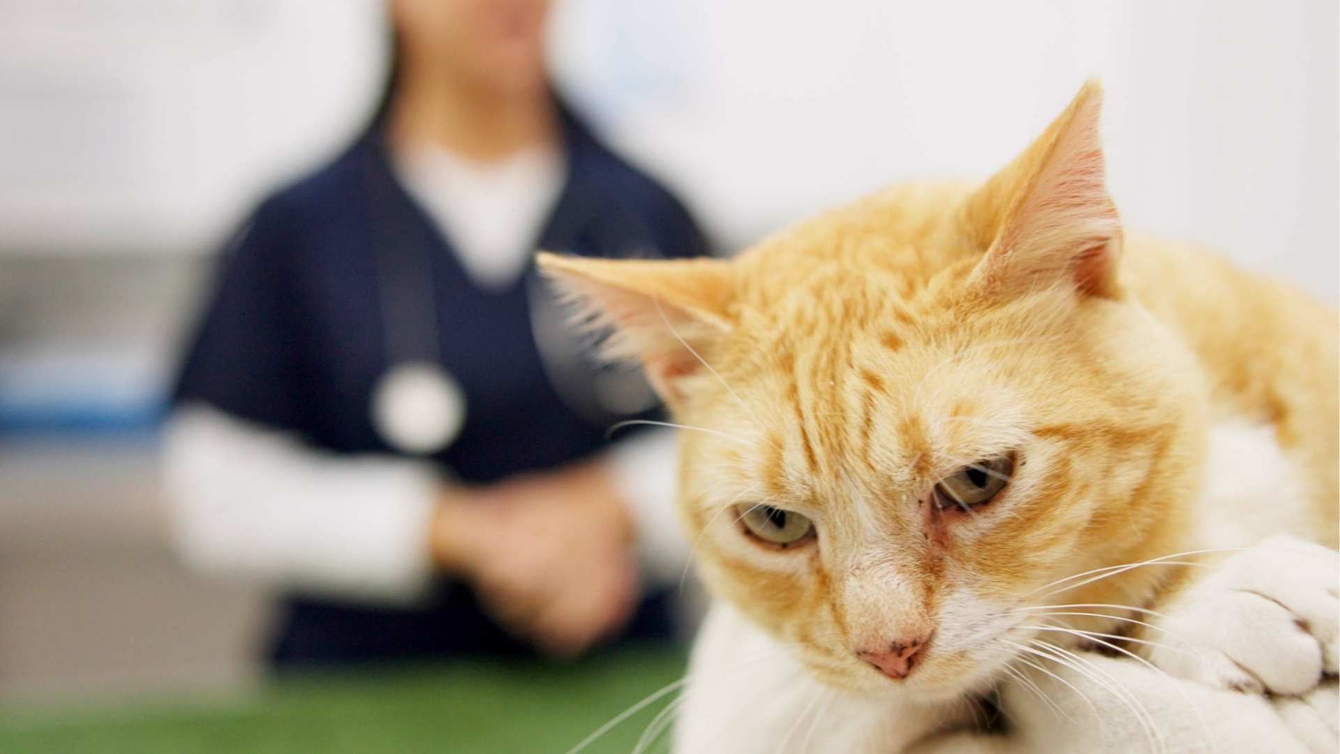 Gato se vacuna de la leucemia felina